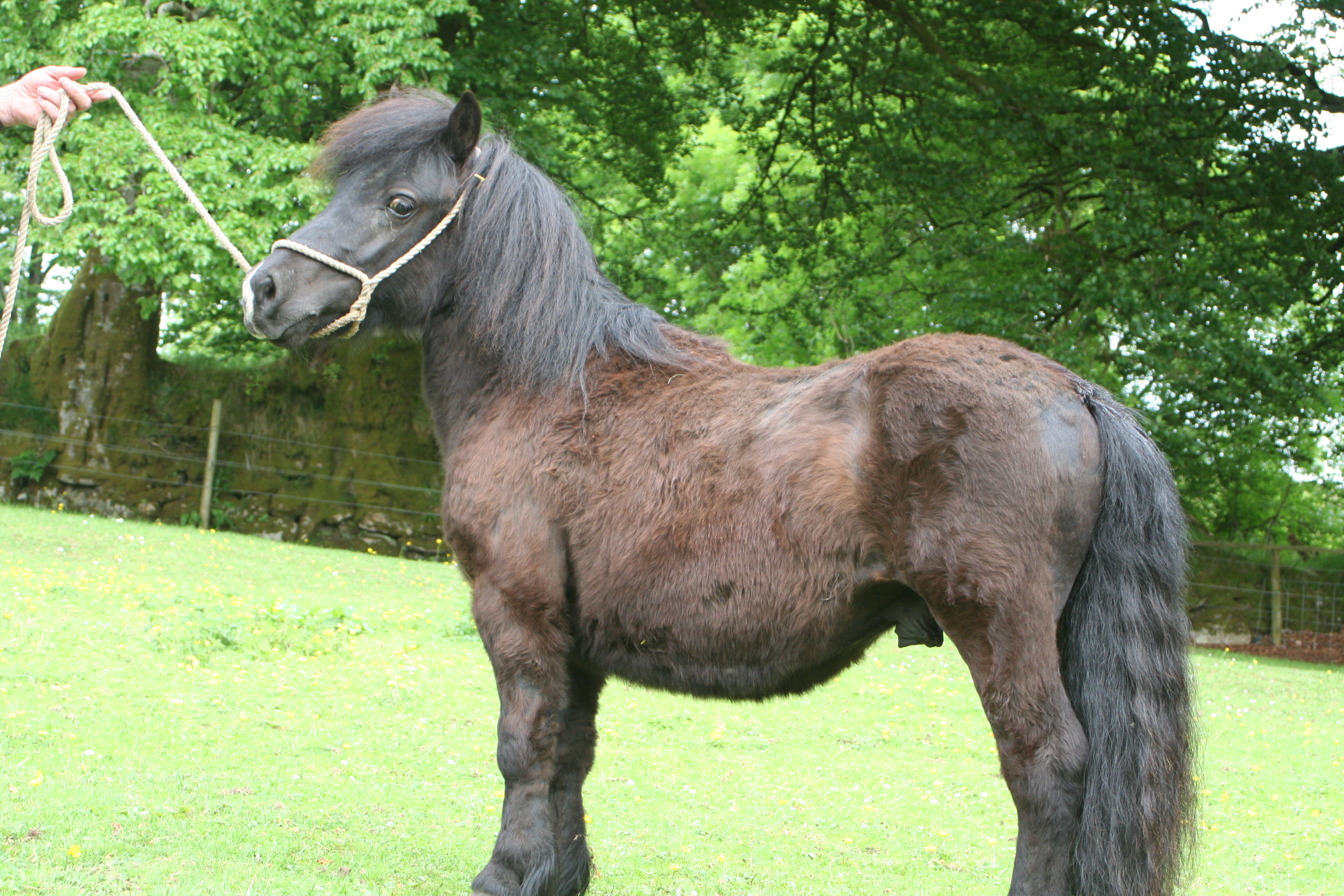 Bellever Minstrel [SOLD]